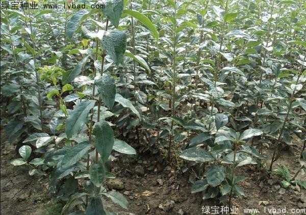 <a href='http://zishuwang.com.cn/linmuzhongzi/1846.html' target='_blank'>流蘇種子</a>