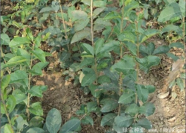 <a href='http://zishuwang.com.cn/linmuzhongzi/1846.html' target='_blank'>流蘇種子</a>