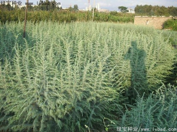 <a href='http://zishuwang.com.cn/linmuzhongzi/1853.html' target='_blank'>雪松種子</a>