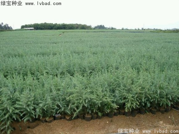 <a href='http://zishuwang.com.cn/linmuzhongzi/1853.html' target='_blank'>雪松種子</a>