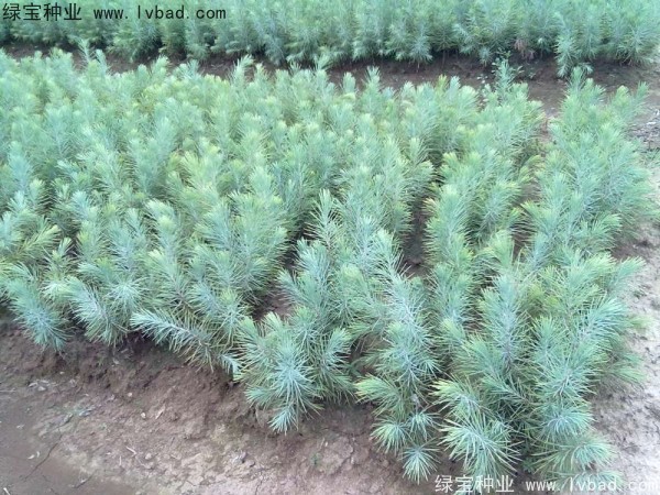 雪松<a href='http://zishuwang.com.cn/' target='_blank'>種子</a>