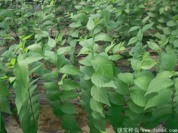 <a href='http://zishuwang.com.cn/linmuzhongzi/1854.html' target='_blank'>榆樹種子</a>
