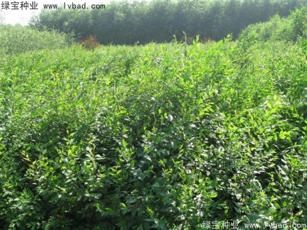 <a href='http://zishuwang.com.cn/linmuzhongzi/1854.html' target='_blank'>榆樹種子</a>