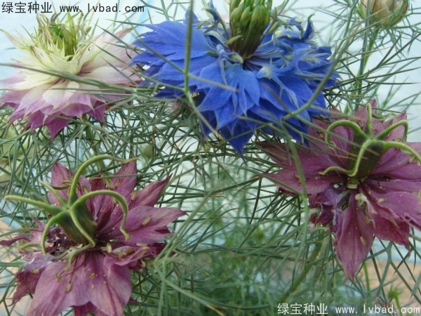 <a href='http://zishuwang.com.cn/caohuazhongzi/1026.html' target='_blank'>波斯寶石</a>