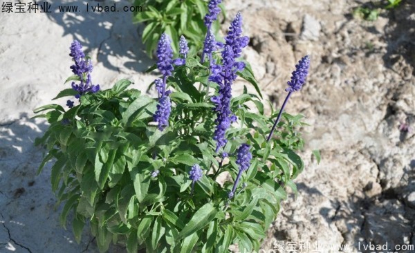 芳香<a href='http://zishuwang.com.cn/caohuazhongzi/1626.html' target='_blank'>鼠尾草</a><a href='http://zishuwang.com.cn/' target='_blank'>種子</a>