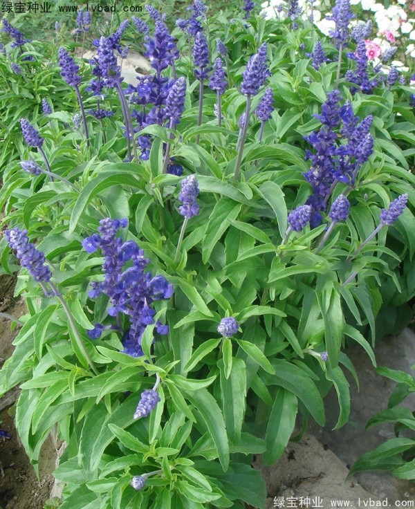 <a href='http://zishuwang.com.cn/caohuazhongzi/1044.html' target='_blank'>芳香鼠尾草</a>種子