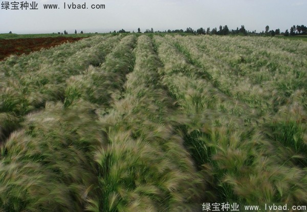 <a href='http://zishuwang.com.cn/caohuazhongzi/1055.html' target='_blank'>狗尾草種子</a>