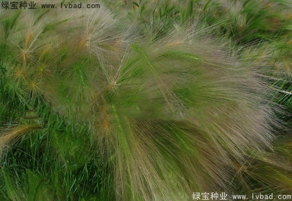 <a href='http://zishuwang.com.cn/caohuazhongzi/1055.html' target='_blank'>狗尾草</a><a href='http://zishuwang.com.cn/' target='_blank'>種子</a>