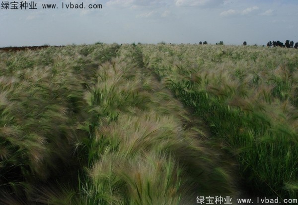 <a href='http://zishuwang.com.cn/caohuazhongzi/1055.html' target='_blank'>狗尾草種子</a>