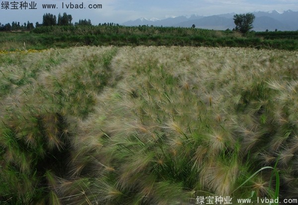 <a href='http://zishuwang.com.cn/caohuazhongzi/1055.html' target='_blank'>狗尾草</a><a href='http://zishuwang.com.cn/' target='_blank'>種子</a>