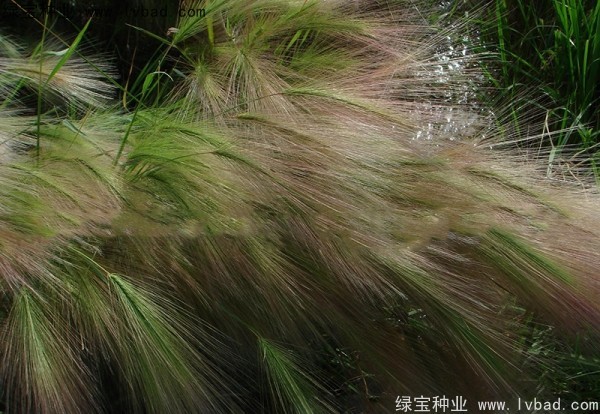 <a href='http://zishuwang.com.cn/caohuazhongzi/1055.html' target='_blank'>狗尾草種子</a>