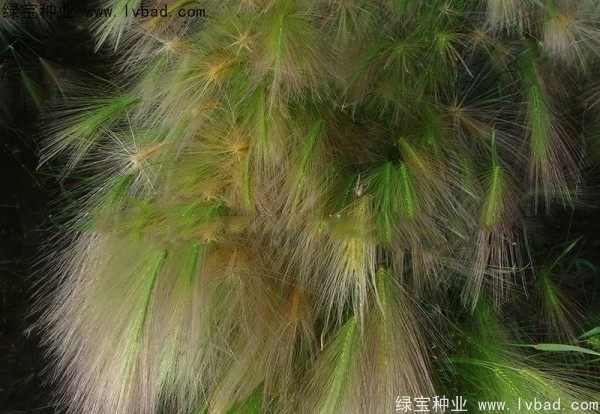 狗尾草<a href='http://zishuwang.com.cn/' target='_blank'>種子</a>
