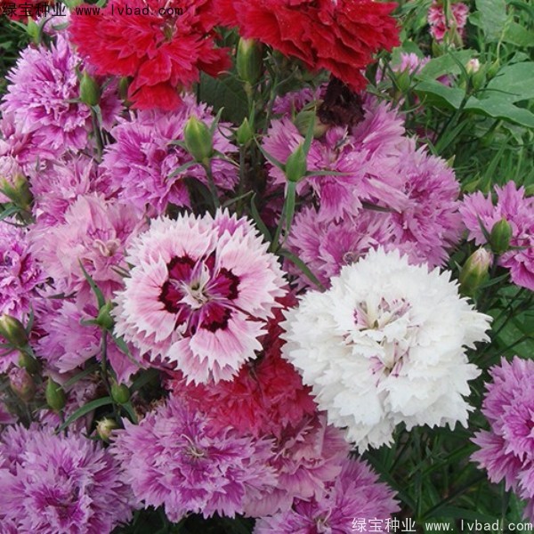 康乃馨<a href='http://zishuwang.com.cn/' target='_blank'>種子</a>