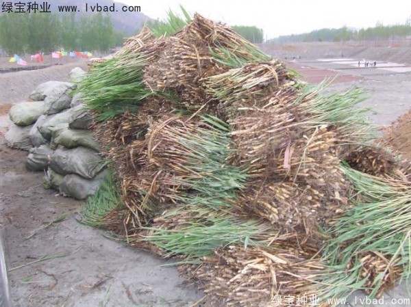 <a href='http://zishuwang.com.cn/shuicaozhongzi/1587.html' target='_blank'>蘆葦種子</a>