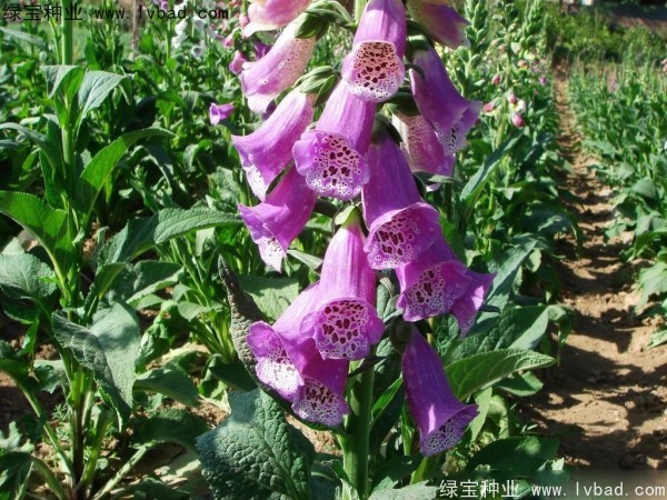 <a href='http://zishuwang.com.cn/caohuazhongzi/1596.html' target='_blank'>毛地黃種子</a>