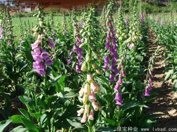 <a href='http://zishuwang.com.cn/caohuazhongzi/1596.html' target='_blank'>毛地黃種子</a>