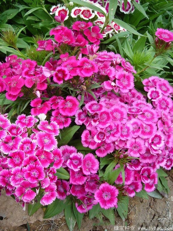 美國石竹<a href='http://zishuwang.com.cn/' target='_blank'>種子</a>