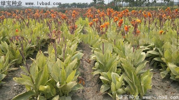 <a href='http://zishuwang.com.cn/caohuazhongzi/1601.html' target='_blank'>美人蕉種子</a>