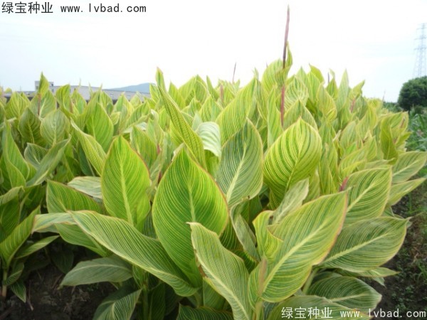 美人蕉<a href='http://zishuwang.com.cn/' target='_blank'>種子</a>