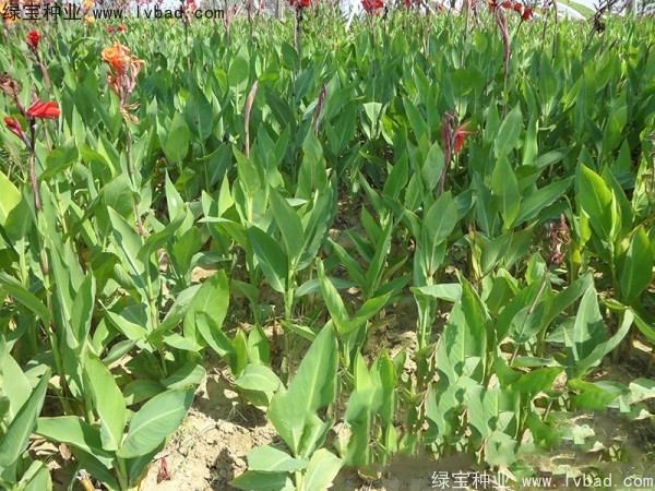 <a href='http://zishuwang.com.cn/caohuazhongzi/1601.html' target='_blank'>美人蕉種子</a>
