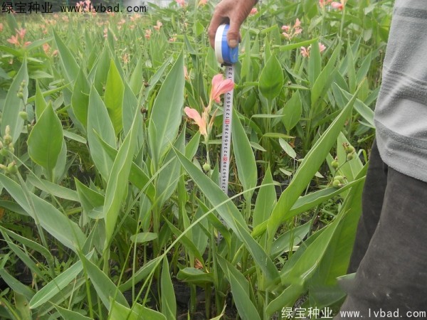 美人蕉<a href='http://zishuwang.com.cn/' target='_blank'>種子</a>