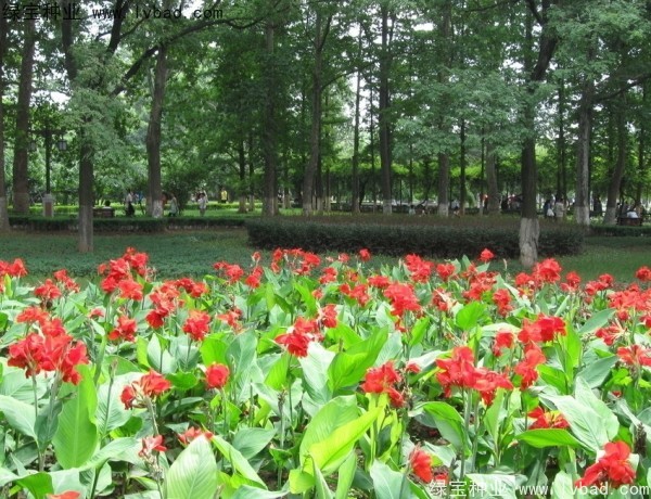 <a href='http://zishuwang.com.cn/caohuazhongzi/1601.html' target='_blank'>美人蕉種子</a>