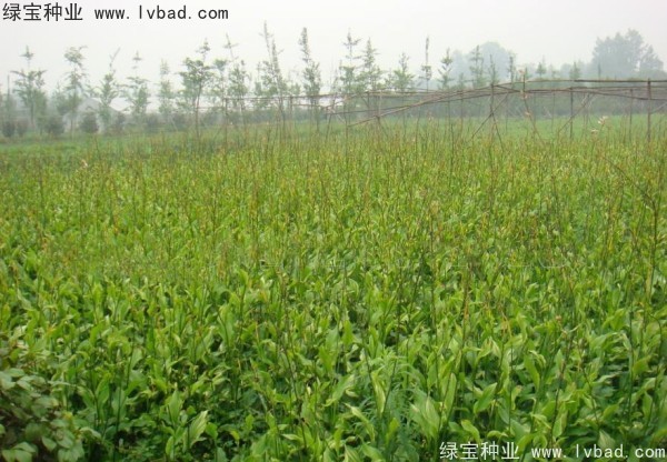 <a href='http://zishuwang.com.cn/caohuazhongzi/1601.html' target='_blank'>美人蕉</a><a href='http://zishuwang.com.cn/' target='_blank'>種子</a>