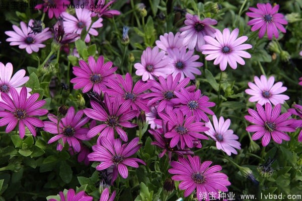 <a href='http://zishuwang.com.cn/caohuazhongzi/1604.html' target='_blank'>南非萬壽菊種子</a>