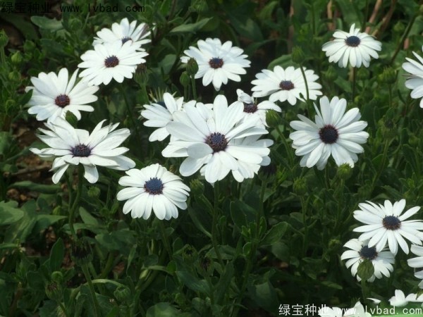 南非<a href='http://zishuwang.com.cn/caohuazhongzi/1631.html' target='_blank'>萬壽菊</a>種子