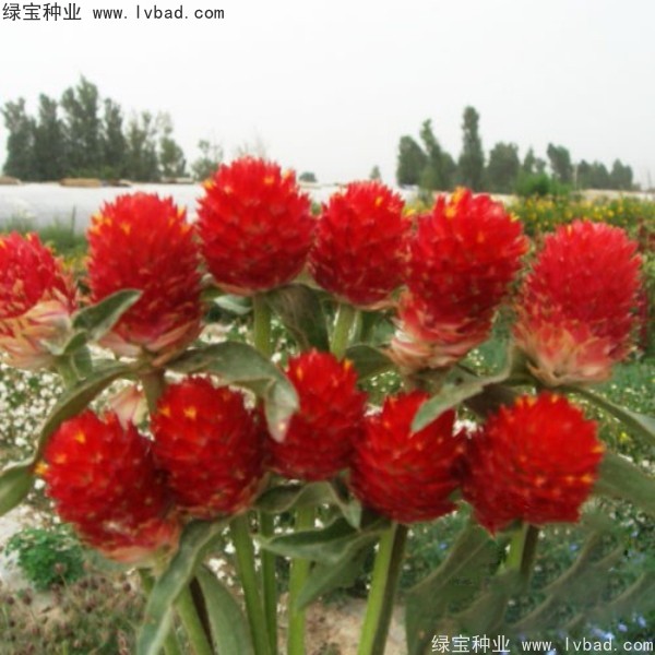 <a href='http://zishuwang.com.cn/caohuazhongzi/1611.html' target='_blank'>千日紅</a><a href='http://zishuwang.com.cn/' target='_blank'>種子</a>