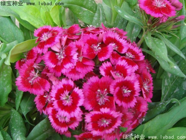 <a href='http://zishuwang.com.cn/caohuazhongzi/1632.html' target='_blank'>五彩石竹種子</a>
