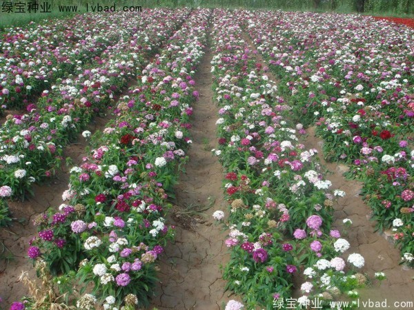 五彩<a href='http://zishuwang.com.cn/caohuazhongzi/97045.html' target='_blank'>石竹</a><a href='http://zishuwang.com.cn/' target='_blank'>種子</a>