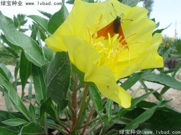<a href='http://zishuwang.com.cn/caohuazhongzi/1649.html' target='_blank'>夜來香種子</a>