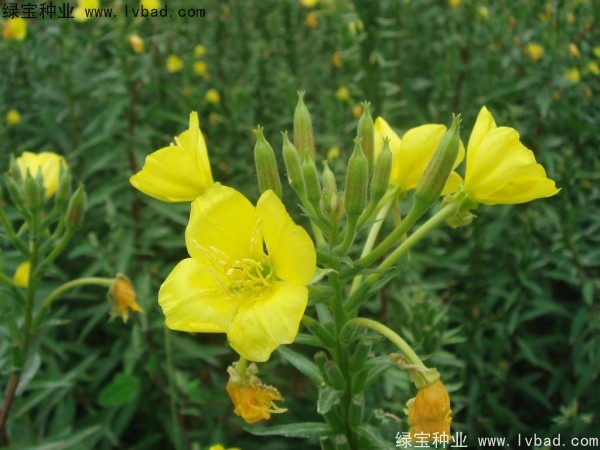 <a href='http://zishuwang.com.cn/caohuazhongzi/1649.html' target='_blank'>夜來香種子</a>