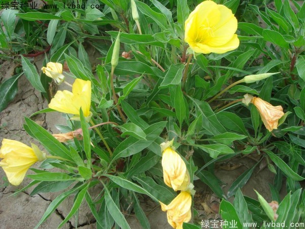 <a href='http://zishuwang.com.cn/caohuazhongzi/1649.html' target='_blank'>夜來香</a><a href='http://zishuwang.com.cn/' target='_blank'>種子</a>