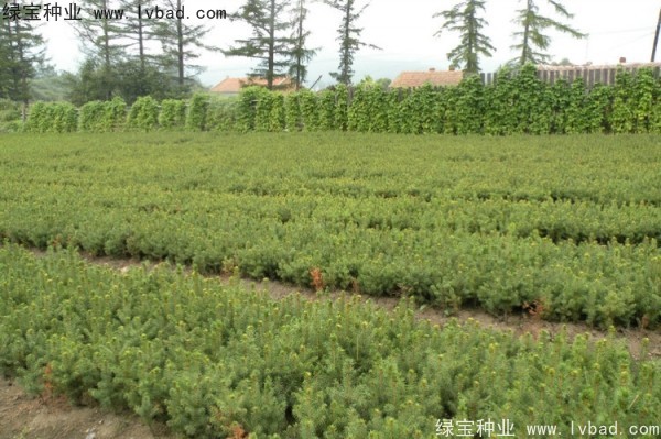 <a href='http://zishuwang.com.cn/linmuzhongzi/2196.html' target='_blank'>紅松種子</a>