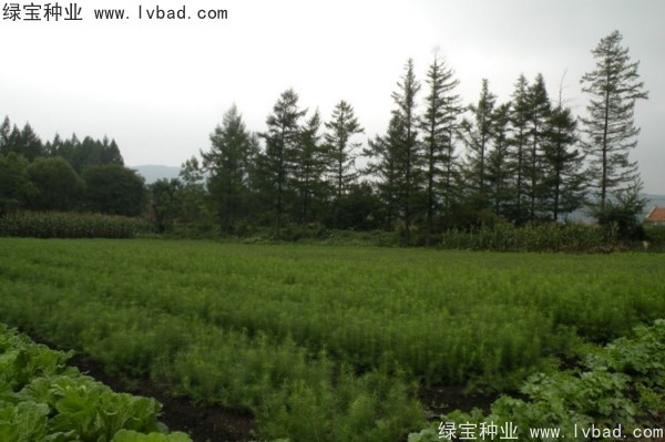 <a href='http://zishuwang.com.cn/linmuzhongzi/2196.html' target='_blank'>紅松</a><a href='http://zishuwang.com.cn/' target='_blank'>種子</a>