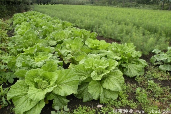 <a href='http://zishuwang.com.cn/linmuzhongzi/2196.html' target='_blank'>紅松</a>種子