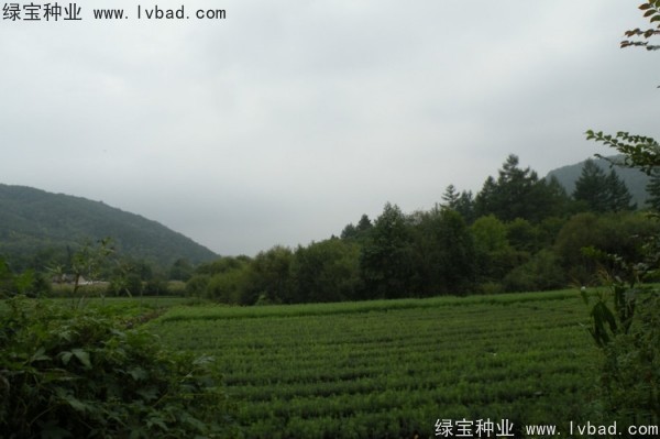 <a href='http://zishuwang.com.cn/linmuzhongzi/2196.html' target='_blank'>紅松種子</a>