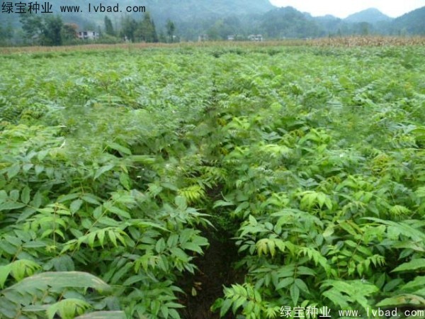 <a href='http://zishuwang.com.cn/linmuzhongzi/2199.html' target='_blank'>黃柏種子</a>