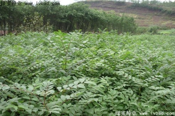 <a href='http://zishuwang.com.cn/linmuzhongzi/2199.html' target='_blank'>黃柏</a><a href='http://zishuwang.com.cn/' target='_blank'>種子</a>