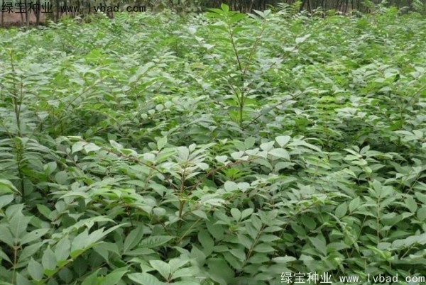 <a href='http://zishuwang.com.cn/linmuzhongzi/2199.html' target='_blank'>黃柏</a><a href='http://zishuwang.com.cn/' target='_blank'>種子</a>