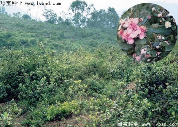 <a href='http://zishuwang.com.cn/linmuzhongzi/2210.html' target='_blank'>桃金娘種子</a>