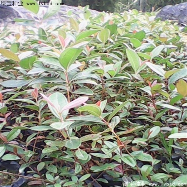 <a href='http://zishuwang.com.cn/linmuzhongzi/2210.html' target='_blank'>桃金娘種子</a>