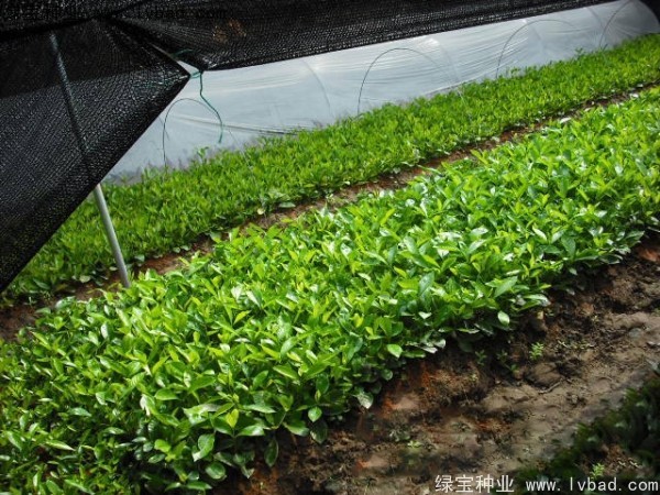 <a href='http://zishuwang.com.cn/linmuzhongzi/2212.html' target='_blank'>梔子花種子</a>
