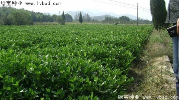 <a href='http://zishuwang.com.cn/linmuzhongzi/2212.html' target='_blank'>梔子花</a><a href='http://zishuwang.com.cn/' target='_blank'>種子</a>