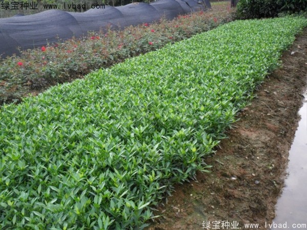 <a href='http://zishuwang.com.cn/linmuzhongzi/2212.html' target='_blank'>梔子花</a><a href='http://zishuwang.com.cn/' target='_blank'>種子</a>