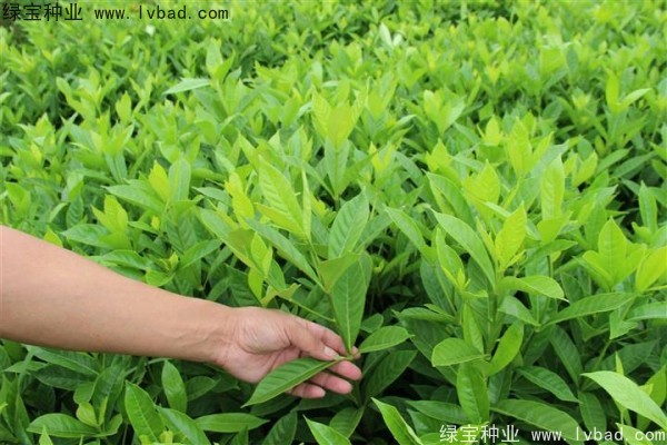 <a href='http://zishuwang.com.cn/linmuzhongzi/2212.html' target='_blank'>梔子花種子</a>