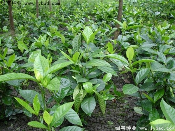 梔子花<a href='http://zishuwang.com.cn/' target='_blank'>種子</a>