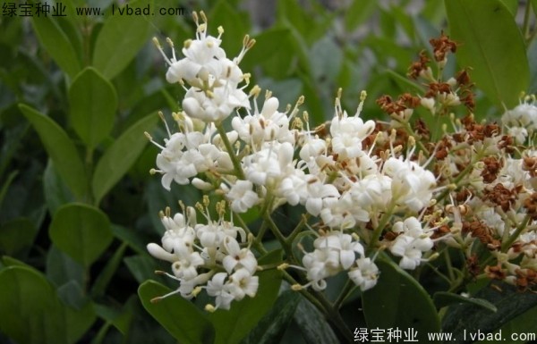 日本女貞<a href='http://zishuwang.com.cn/' target='_blank'>種子</a>